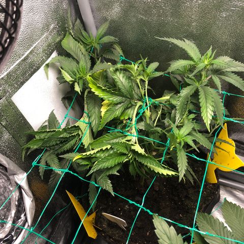Candy Pave growlog timeline photo