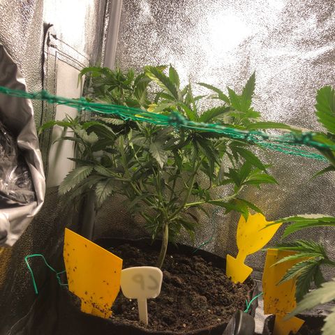 Candy Pave growlog timeline photo