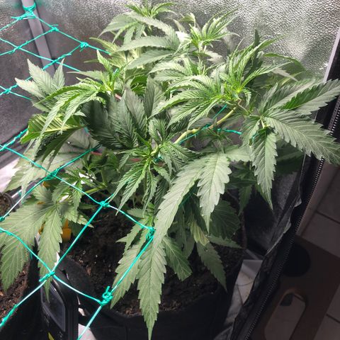 Baked in Paris growlog timeline photo