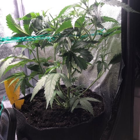 Baked in Paris growlog timeline photo
