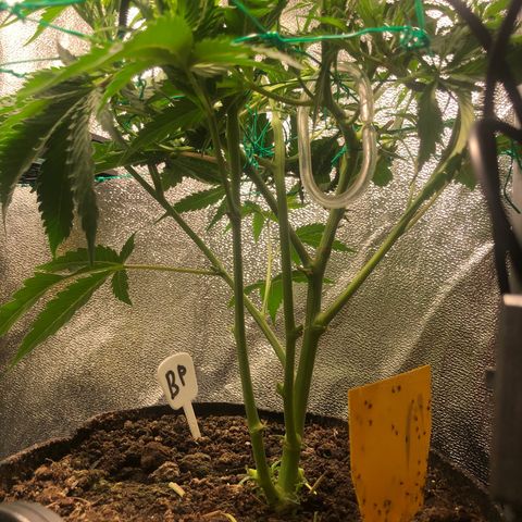Baked in Paris growlog timeline photo