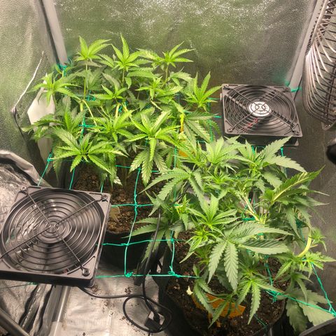 Baked in Paris growlog timeline photo