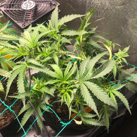 Baked in Paris growlog timeline photo