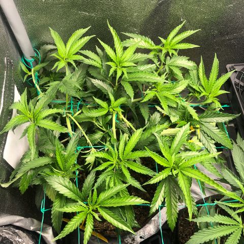 Candy Pave growlog timeline photo
