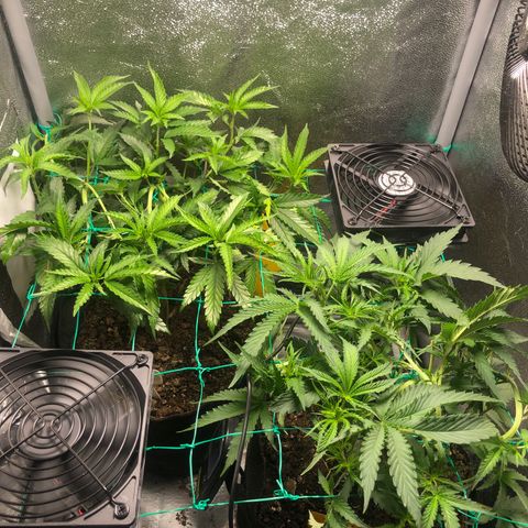 Candy Pave growlog timeline photo