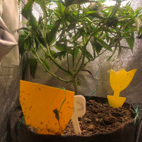 Candy Pave growlog timeline photo