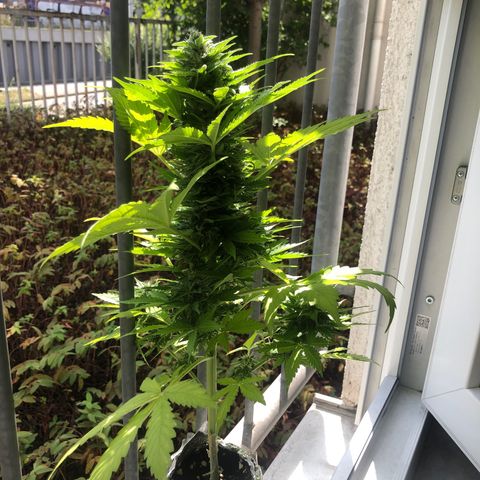 Automatic Jack growlog timeline photo