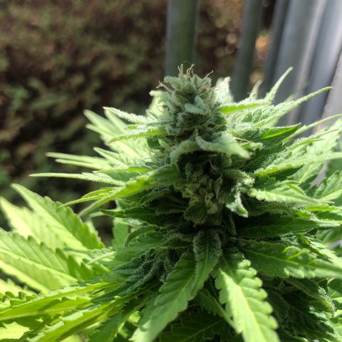 Automatic Jack growlog timeline photo