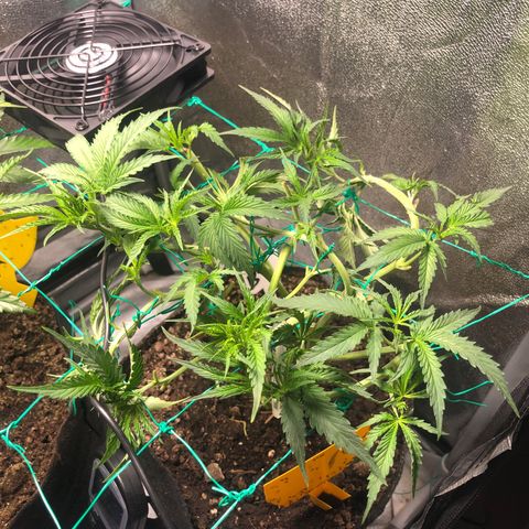 Baked in Paris growlog timeline photo
