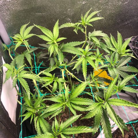 Candy Pave growlog timeline photo