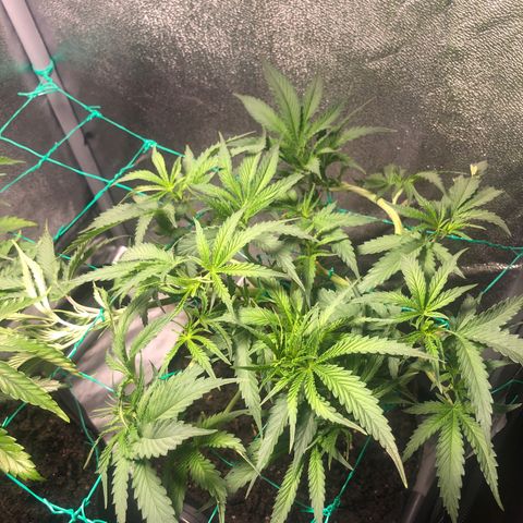 Baked in Paris growlog timeline photo
