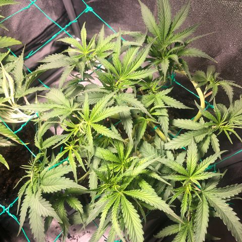 Baked in Paris growlog timeline photo