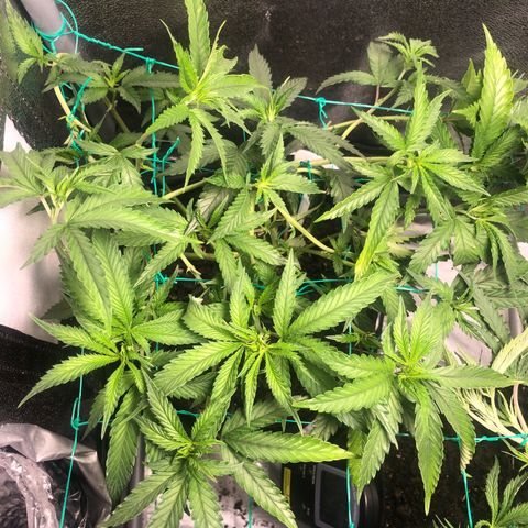 Candy Pave growlog timeline photo