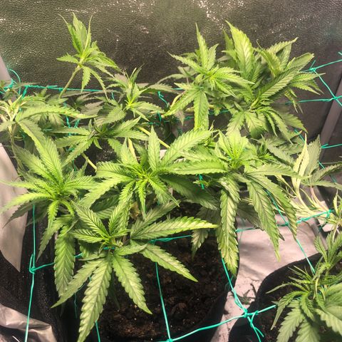 Candy Pave growlog timeline photo