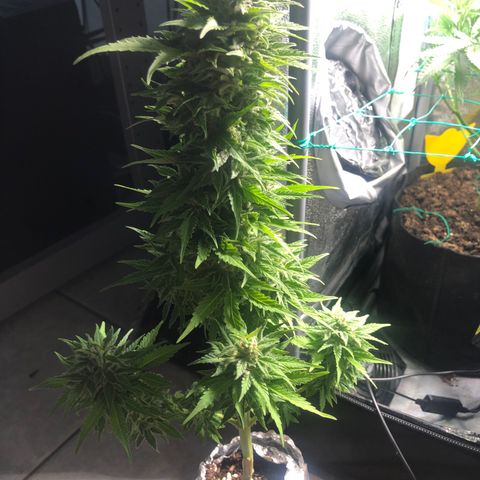 Automatic Jack growlog timeline photo