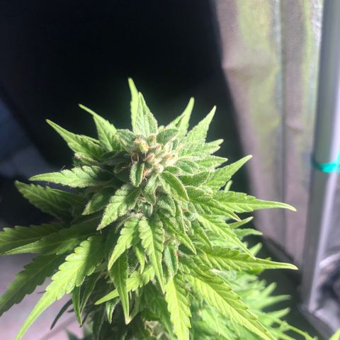 Automatic Jack growlog timeline photo