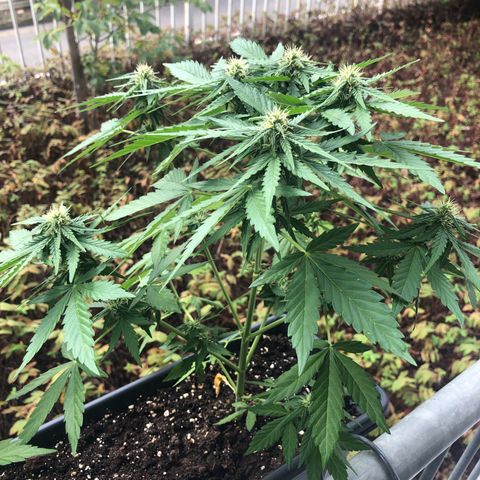 Moscow Blueberry growlog timeline photo