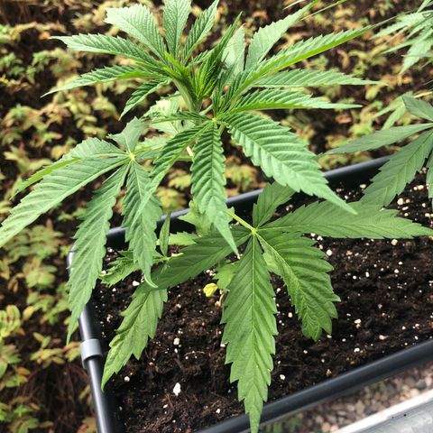 Moscow Blueberry growlog timeline photo