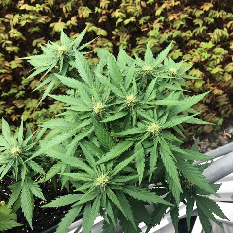 Moscow Blueberry growlog timeline photo