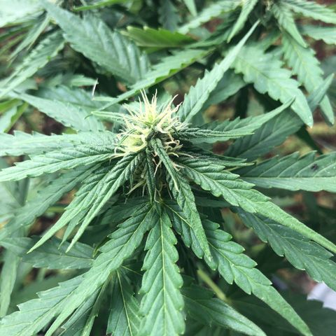 Moscow Blueberry growlog timeline photo