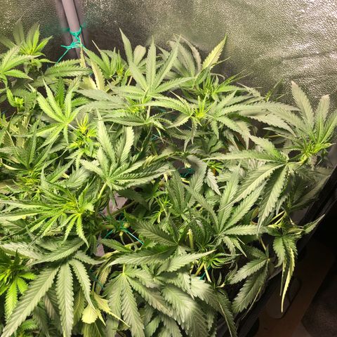 Baked in Paris growlog timeline photo