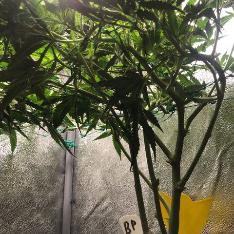Baked in Paris growlog timeline photo