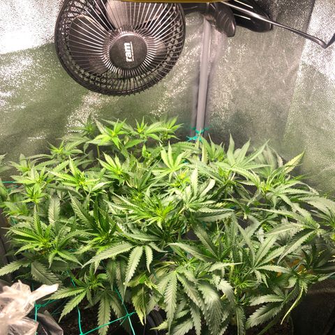Baked in Paris growlog timeline photo