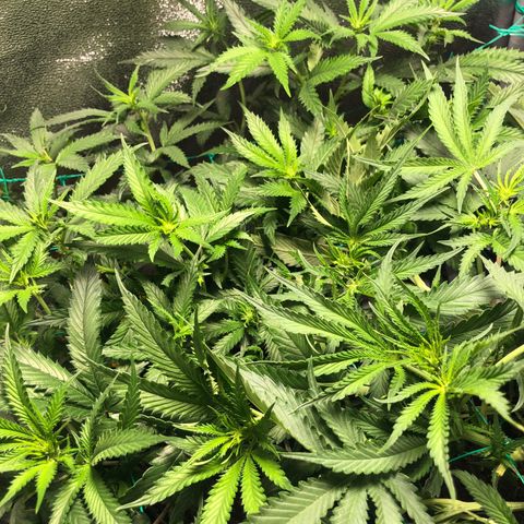 Candy Pave growlog timeline photo