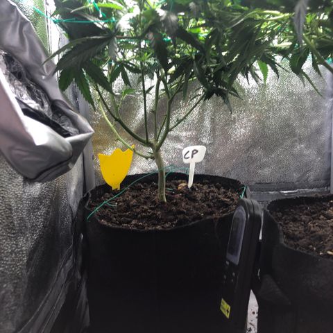 Candy Pave growlog timeline photo