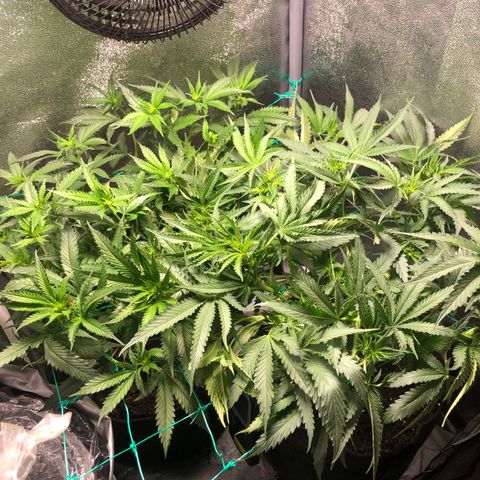 Candy Pave growlog timeline photo