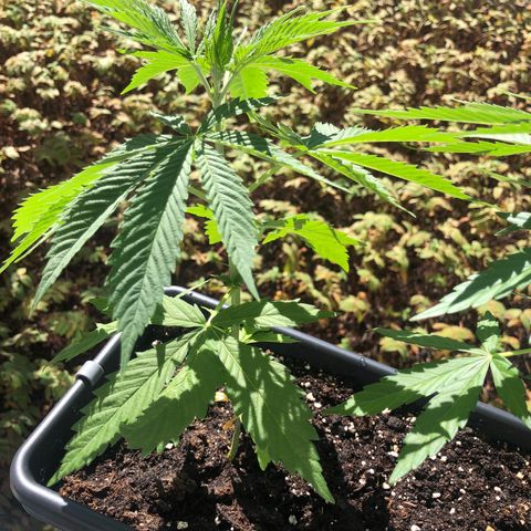 Moscow Blueberry growlog timeline photo