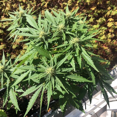 Moscow Blueberry growlog timeline photo