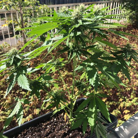 Moscow Blueberry growlog timeline photo