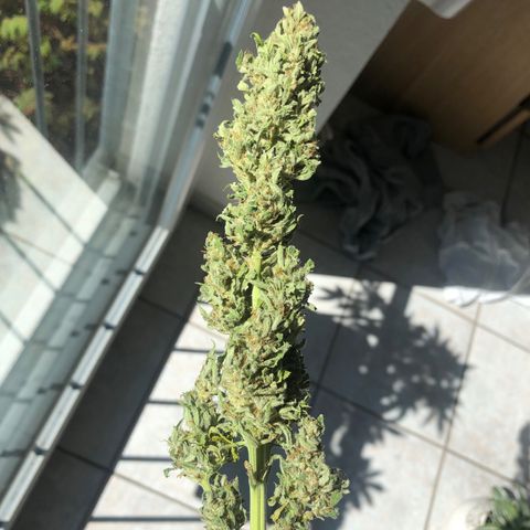 Automatic Jack growlog timeline photo