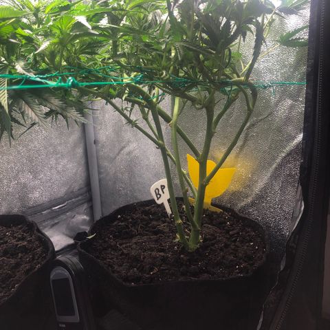 Baked in Paris growlog timeline photo