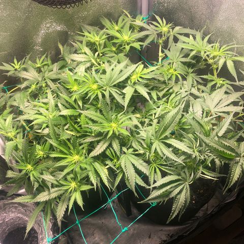Baked in Paris growlog timeline photo