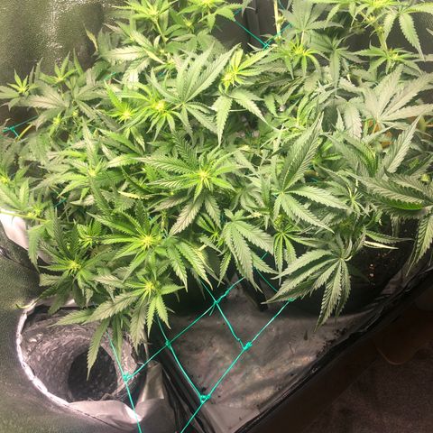 Candy Pave growlog timeline photo