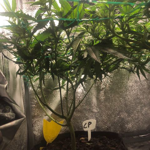Candy Pave growlog timeline photo
