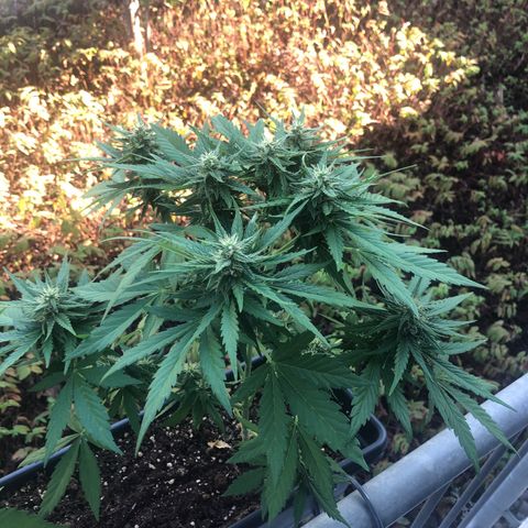 Moscow Blueberry growlog timeline photo