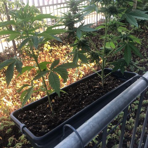 Moscow Blueberry growlog timeline photo