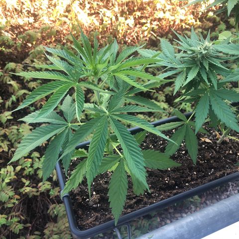 Moscow Blueberry growlog timeline photo