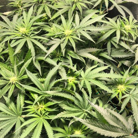 Baked in Paris growlog timeline photo