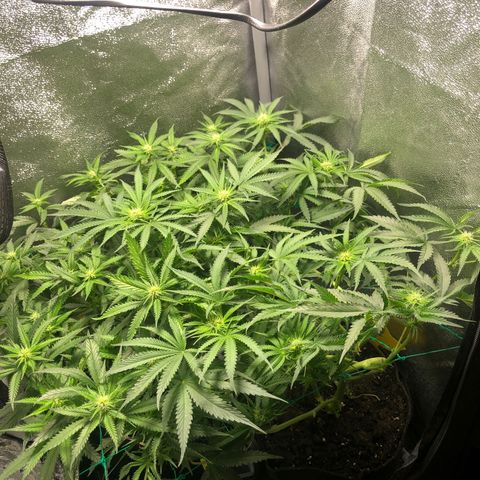 Baked in Paris growlog timeline photo