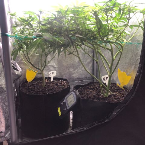 Baked in Paris growlog timeline photo
