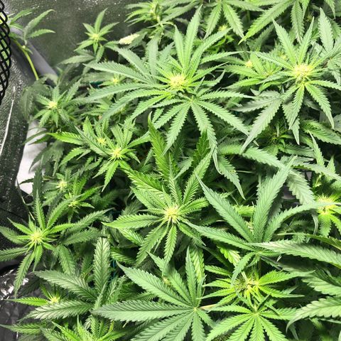 Candy Pave growlog timeline photo