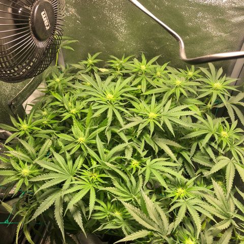 Candy Pave growlog timeline photo