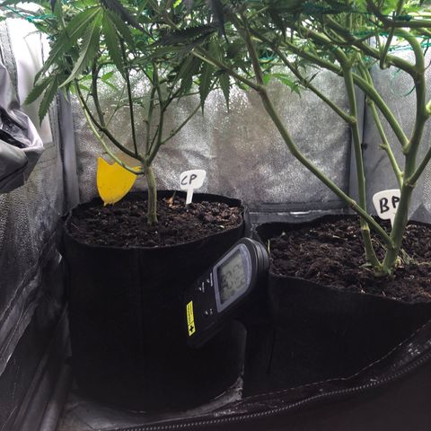 Candy Pave growlog timeline photo
