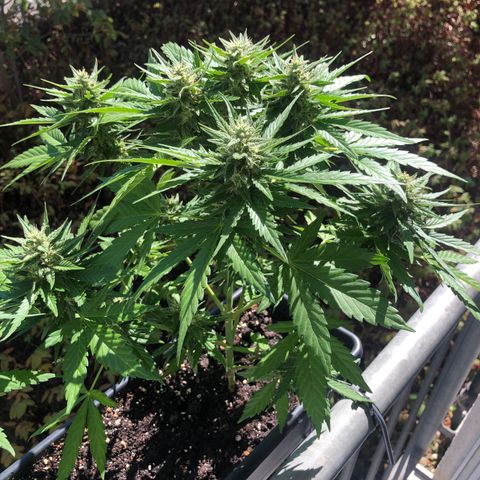 Moscow Blueberry growlog timeline photo