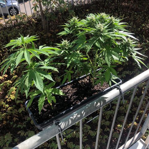 Moscow Blueberry growlog timeline photo