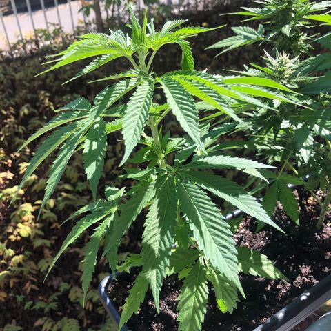 Moscow Blueberry growlog timeline photo